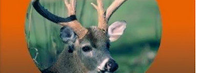 Banner Deer Hunter